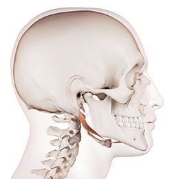 頭蓋骨療法（クラニオセイクラル）