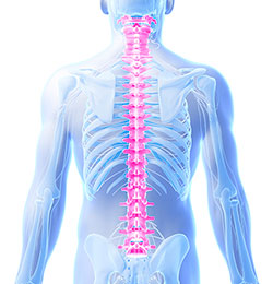 脊椎調整療法（カイロプラクティック）